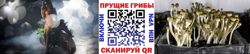 Псилоцибиновые грибы Cubensis  MEGA ТОР  Орехово-Зуево 